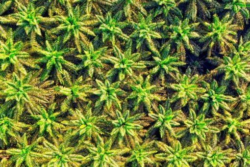 Perkebunan Kelapa Sawit